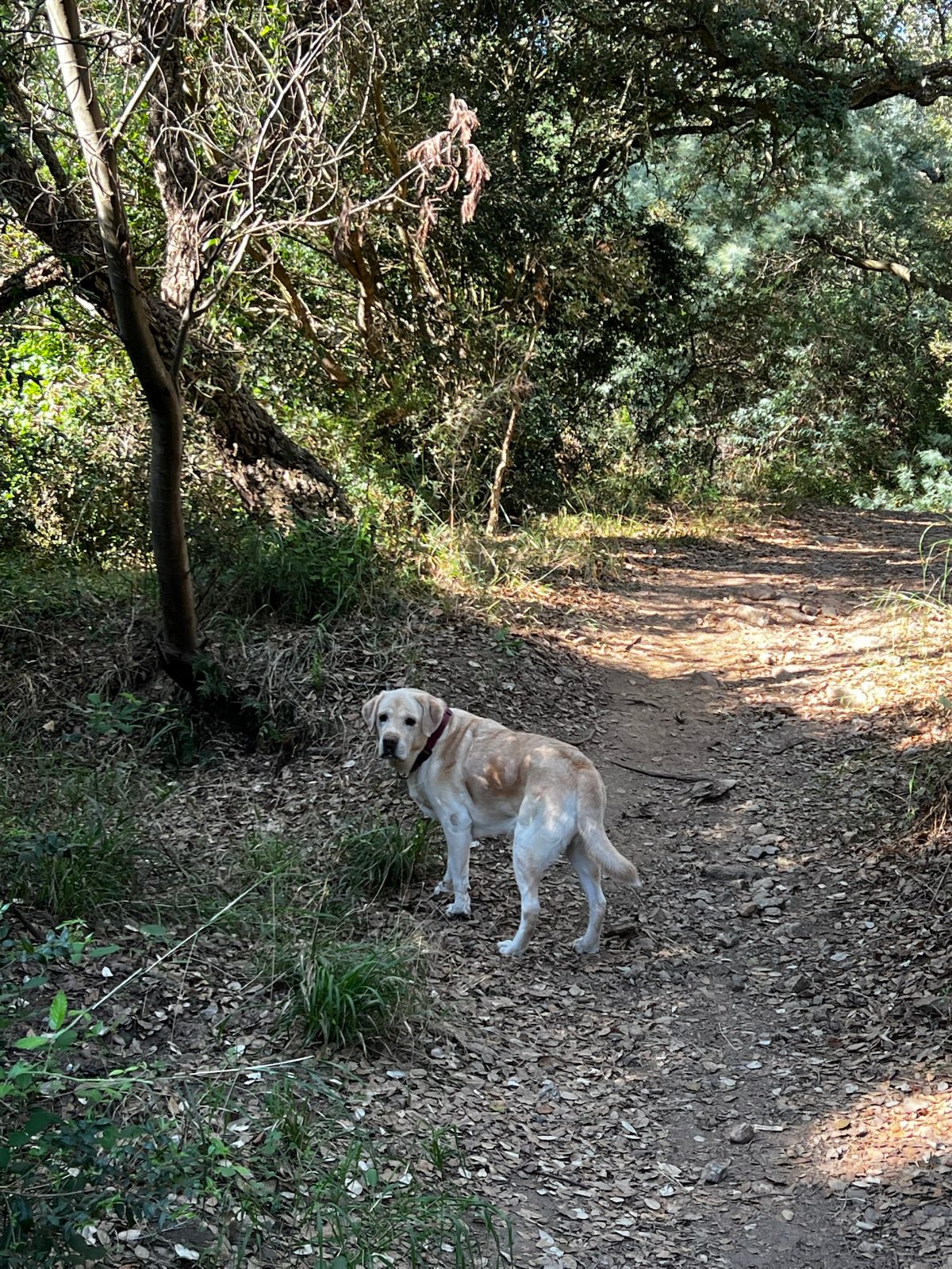Coco en balade sur un sentier près de la plage de Bonporteau, à Cavalaire-sur-Mer
